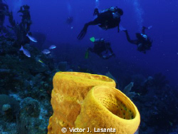 yellow tube sponge at playa mujeres wall dive site in mon... by Victor J. Lasanta 